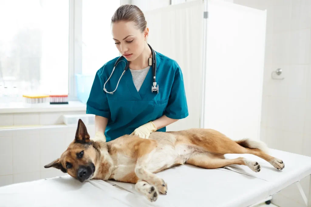 Espasmos en animales: Uno de Los sintomas detrás del Tétanos 2 Spasms in Animals