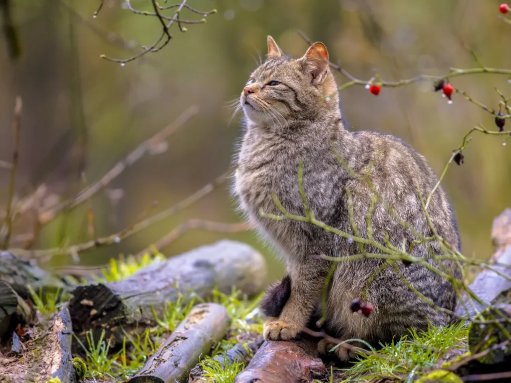 Encefalopatías espongiformes transmisibles felina